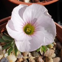 Oxalis 'Ute'